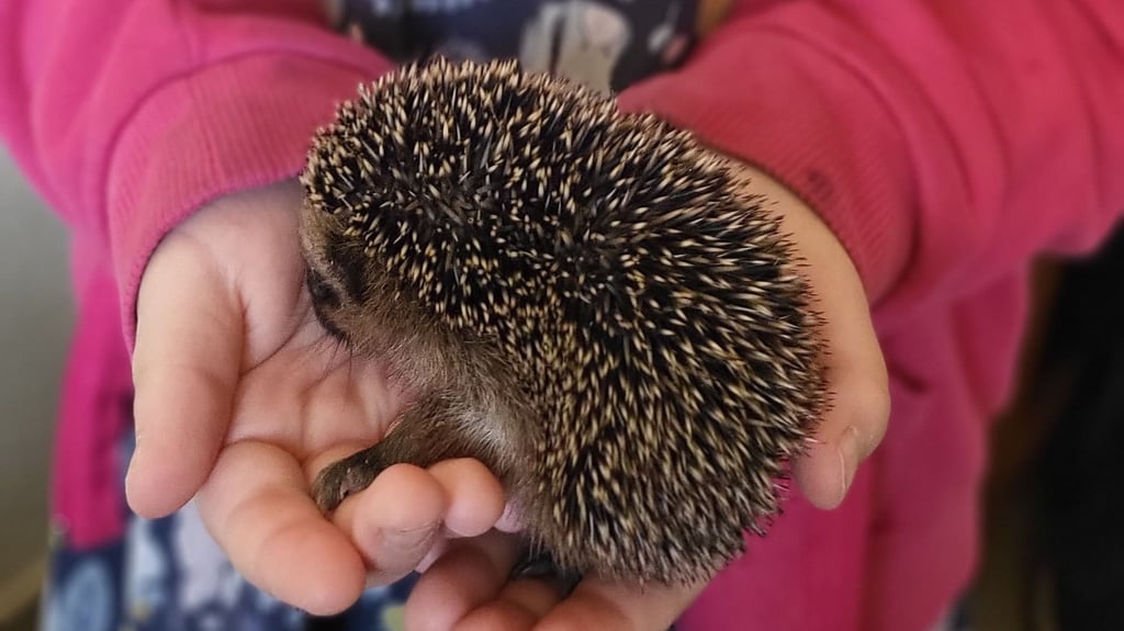 Nicht größer als eine Kinderhand sind manche Igel.