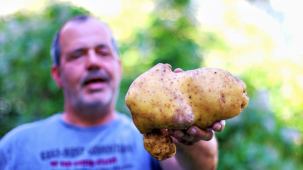 Dirk Kahrstedt aus Stendal hat eine knapp 1,4 Kilogramm schwere Kartoffel in seinem Schrebergarten geerntet.