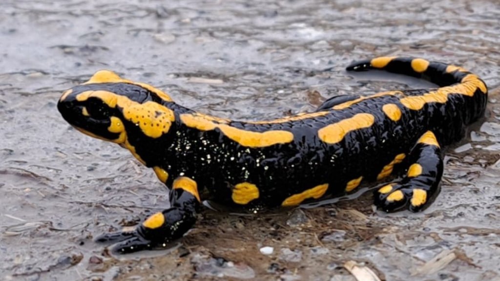 Ein Feuersalamander sucht den Weg über die Straße im Wernigeröder Friederikental.