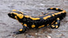 Ein Feuersalamander sucht den Weg über die Straße im Wernigeröder Friederikental.