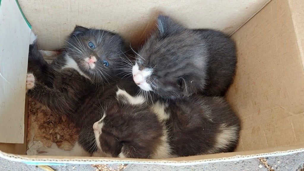 Diese drei Katzenbabys wurden am Wochenende vor der Kirche in Badersleben ausgesetzt.