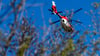 Einsatzkräfte von Bergwacht und ein Rettungshubschrauber waren nach dem tödlichen Absturz am Mönch bei Rathen im Einsatz. (Symbolbild)