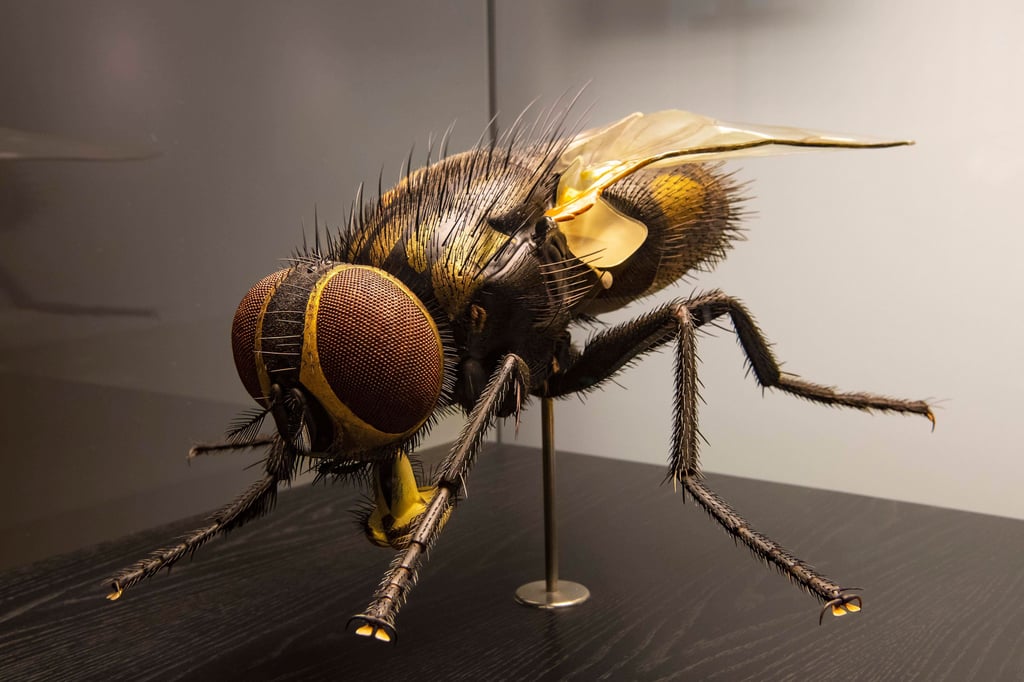 Das massenhafte Auftreten von Fliegen in Braunsbedra wird weiter untersucht.
