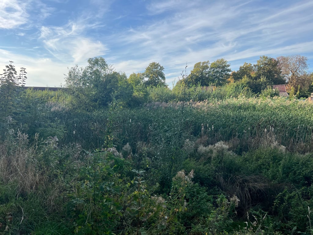 Von einem Teich ist hier nicht mehr wirklich etwas zu erkennen.