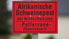 Afrikanische Schweinepest in Sachsen: Sperrzonen schrumpfen nach Seuchenbilanz. (Archivbild)