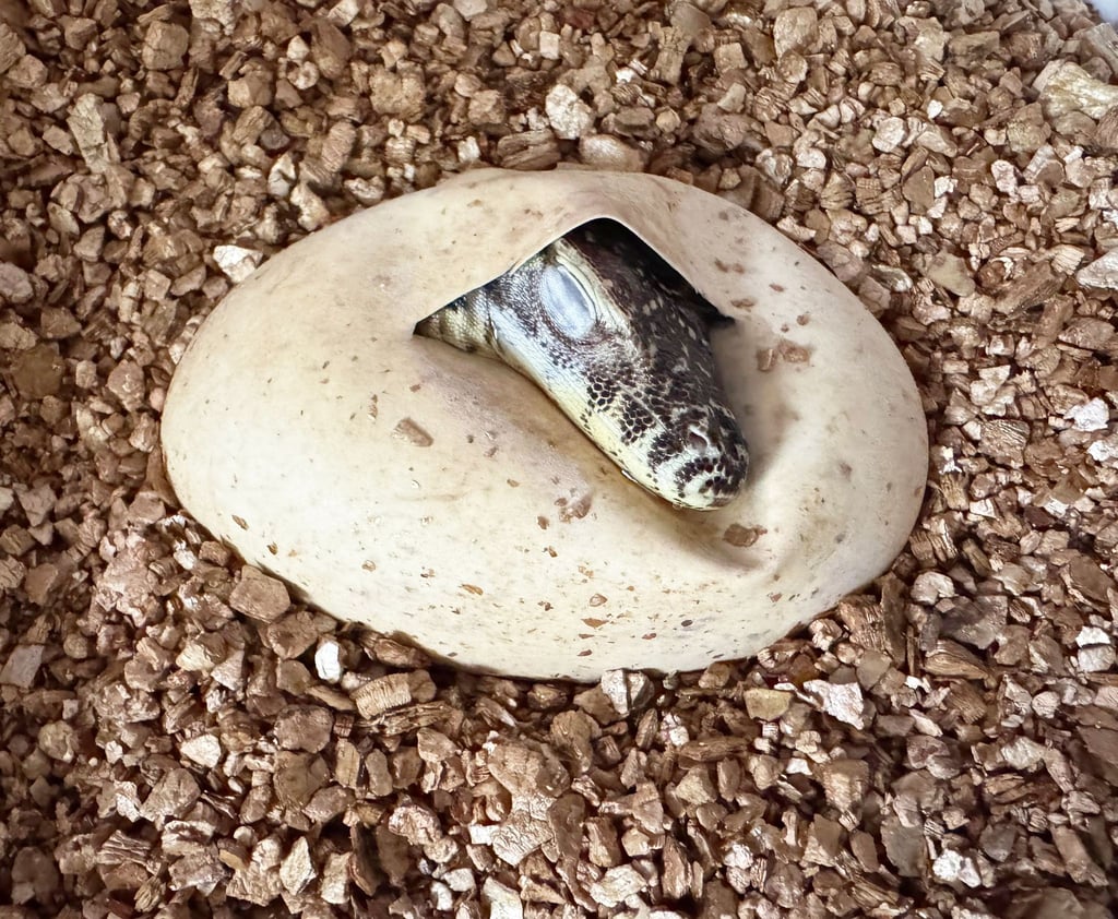 Im neu eröffneten Terrarium im Leipziger Zoo gibt es auch jüngst geschlüpfte Komodowarane zu sehen. (Handout)