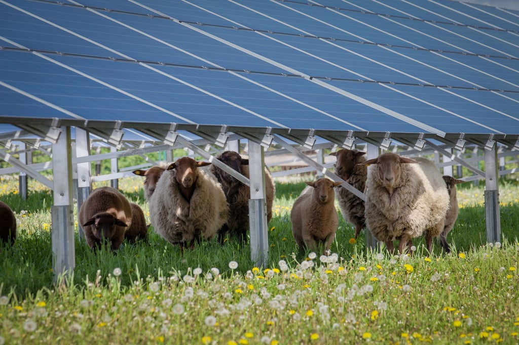 Die geplante Solarfläche soll auch für Nutztier zur Verfügung stehen.