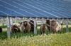 Die geplante Solarfläche soll auch für Nutztier zur Verfügung stehen.