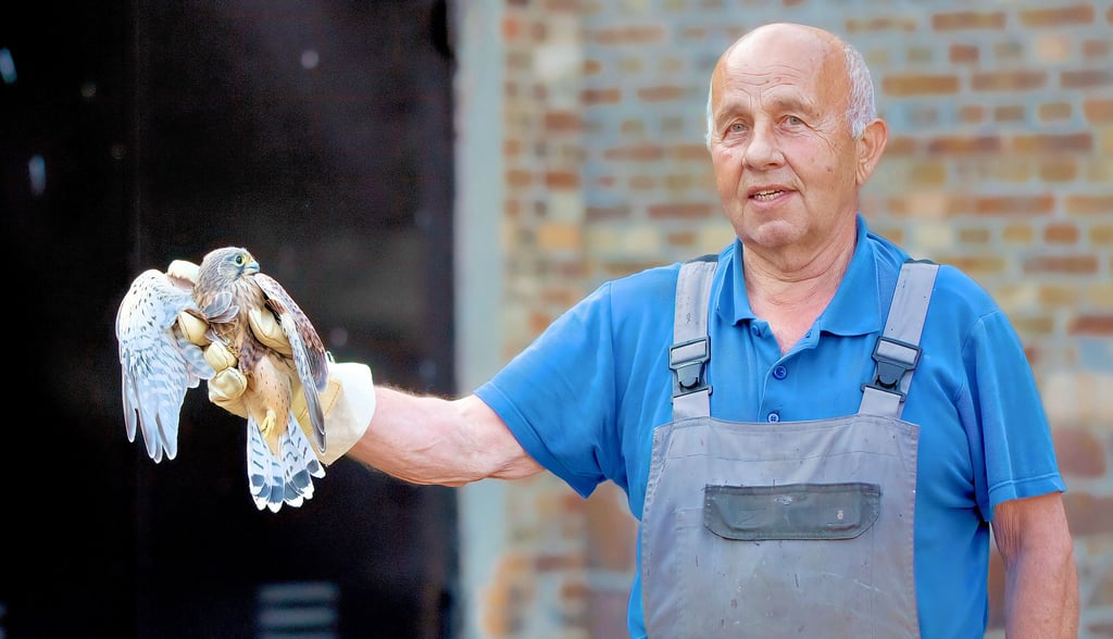 Absolute Ausnahme: Fürs Foto hat Hugo Sitte einen jungen Turmfalken in die Hand genommen.