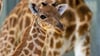 Eine Kordofan-Giraffe ist im Pariser Zoo geboren.