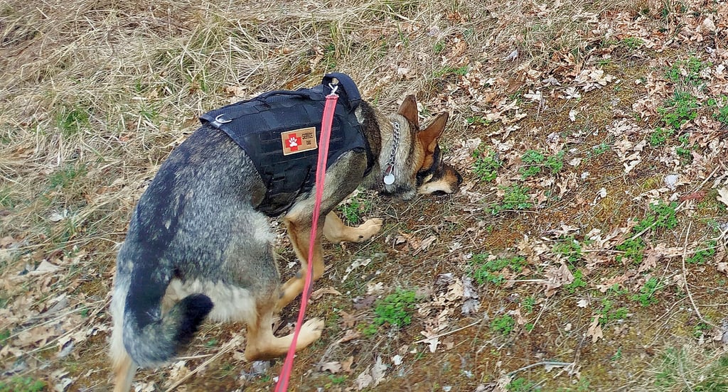 Shiva war bereits im Frühjahr bei einer Personensuche unterwegs. Dabei wurde nicht die Person gefunden, dafür eine schon vorher vermisste.