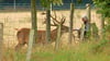 Nur von Weitem zu bestauenen: Christa von der Herberg mit Hirsch Heinrich auf dem Gut Zichtau. Täglich besucht die 89-Jährige das Tier, mittlerweile haben die beiden eine innige Verbindung aufgebaut. Während er vor anderen davonläuft, wartet er auf sie am Zaun und lässt sich von ihr aus der Hand füttern.