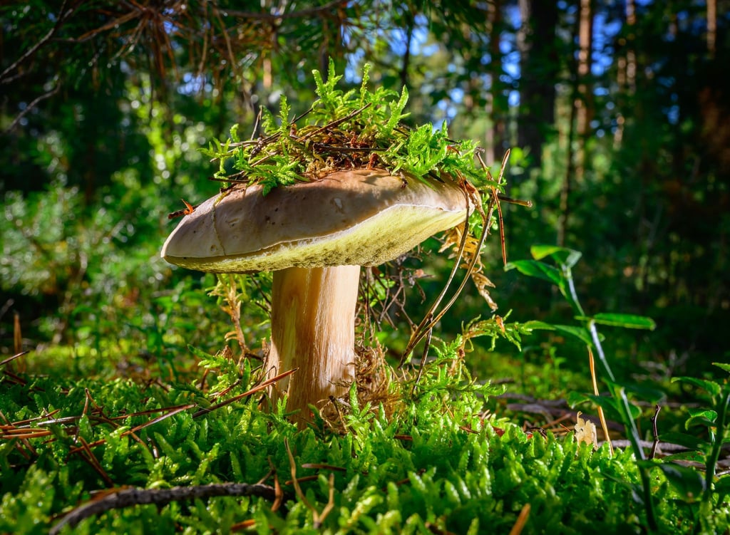 Besonders im Herbst geht es für viele Menschen in Brandenburg zum Pilzesammeln.