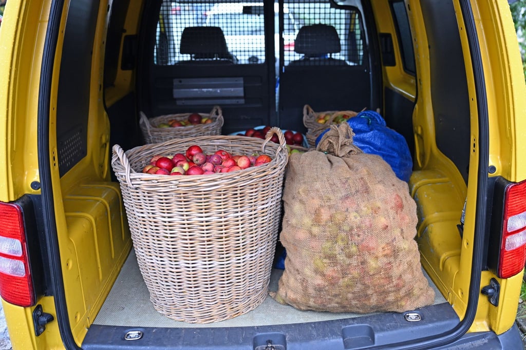Viele Sachsen bringen derzeit Äpfel aus ihren Gärten oder von Streuobstwiesen in die Keltereien. Der Andrang dort ist groß.
