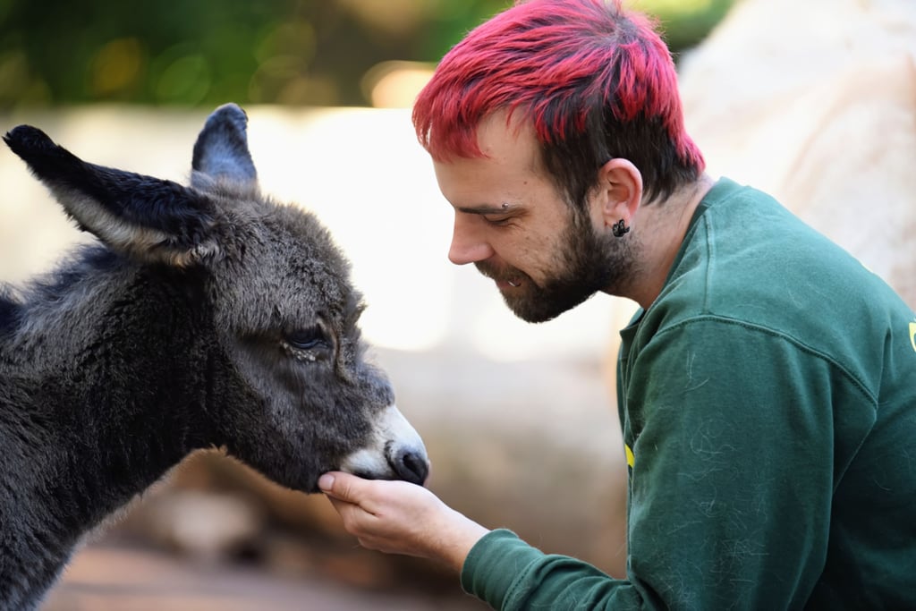 Eselwaise Samira wird jetzt vom Köthener Tierparkchef Michael Engelmann betreut.