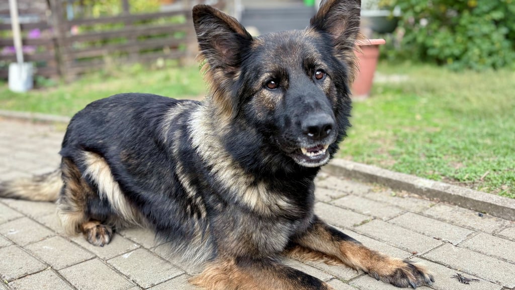 Die Schäferhündin „Xalli vom Burgdorfer Land“ nimmt nächsten Monat an der Weltmeisterschaft teil und wird in den Disziplinen Fährte, Unterordnung und Schutzdienst geprüft.