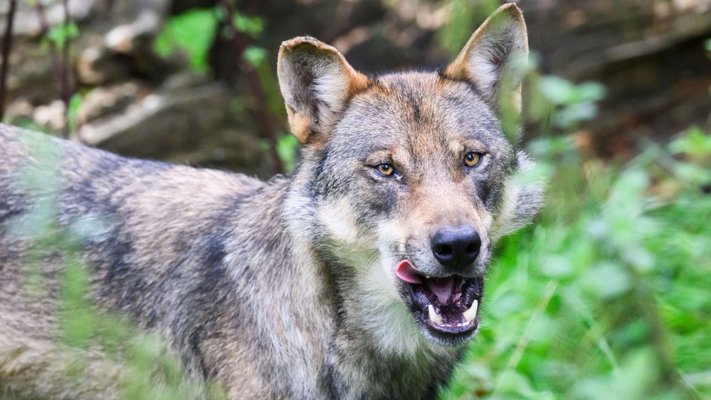 Der Halter geht von einem Wolfsangriff aus.