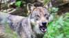 Der Halter geht von einem Wolfsangriff aus.