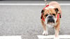 Lewis Hamilton bangt um seinen Hund. (Archivbild)