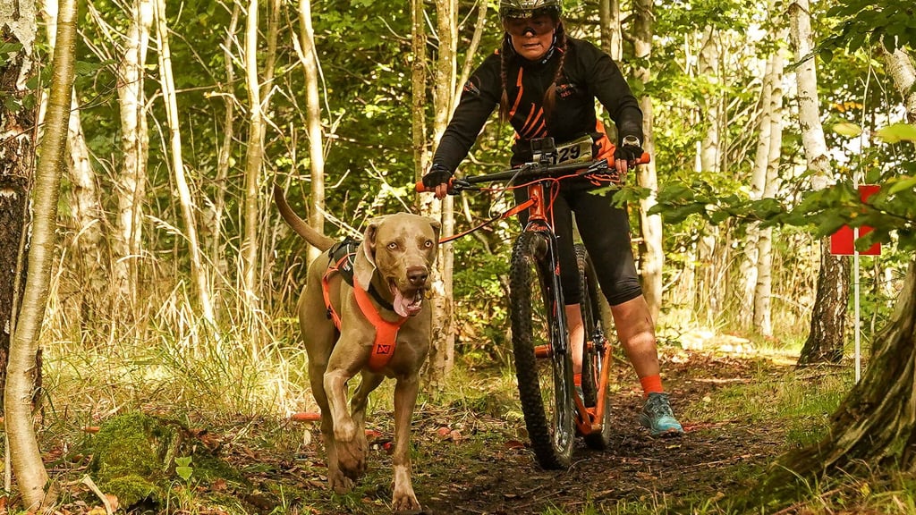 Für die Starter des Wettbewerbs „Jagt den Teufel 7.0“ geht es am 4. und 5. Oktober mit ihren vierbeinigen Begleitern auf dem Bike, zu Fuß oder mit dem Roller durch den Wald in Hüttenrode.