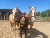 Charlott Weiner-Fischer aus Woltersdorf mit ihren Pferden Bravo und Prado