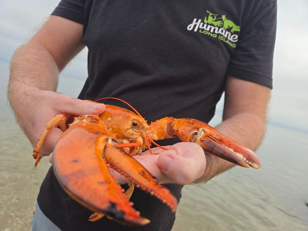 Ein aufmerksamer Kunde entdeckte den seltenen Hummer und alarmierte Tierschützer.