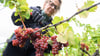 In Sachsen läuft die Weinlese derzeit auf Hochtouren.