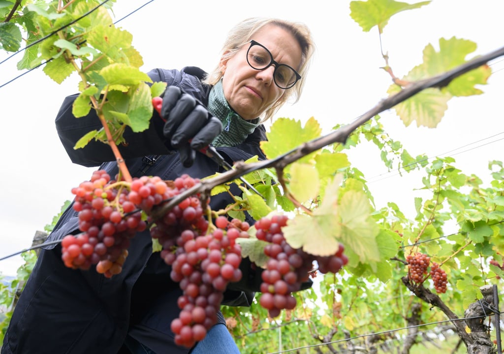 In Sachsen läuft die Weinlese derzeit auf Hochtouren.