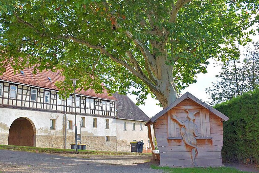 Die Platane in Kayna vor dem ehemaligen Landambulatorium ist um die 200 Jahre alt.