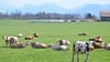 Auch auf Bayerns Weiden werden Rinder seltener. Das „Alpenfleckvieh“ - so der offizielle Name - ist ein sogenanntes Doppelnutzungsrind, das sowohl für Fleisch- als auch Milchproduktion gezüchtet wird. Die in Norddeutschland üblichen schwarz-bunten Holsteinrinder hingegen sind Milchkühe. (Symbolbild)
