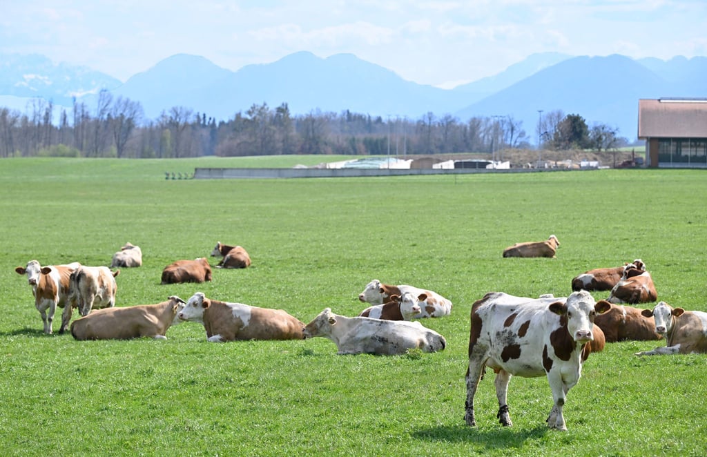 Auch auf Bayerns Weiden werden Rinder seltener. Das „Alpenfleckvieh“ - so der offizielle Name - ist ein sogenanntes Doppelnutzungsrind, das sowohl für Fleisch- als auch Milchproduktion gezüchtet wird. Die in Norddeutschland üblichen schwarz-bunten Holsteinrinder hingegen sind Milchkühe. (Symbolbild)