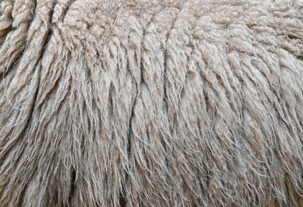 Im Landkreis Harburg verbrannte ein Mann Schafwolle - und muss mit einer hohen Strafe rechnen. (Symbolbild)