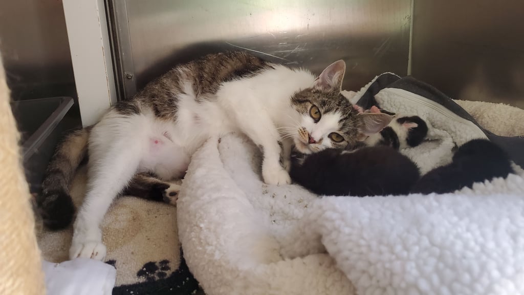 Katzenmama Mona kam als Fundtier von der Diestertweg-Grundschule ins Tierheim und brachte dort vier Junge zur Welt. Jetzt macht ein Parasitenbefall den Tieren und dem Heim zu schaffen.