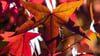 Herbstlich kühl wird es in Thüringen, Sachsen und Sachsen-Anhalt. (Symbolbild)