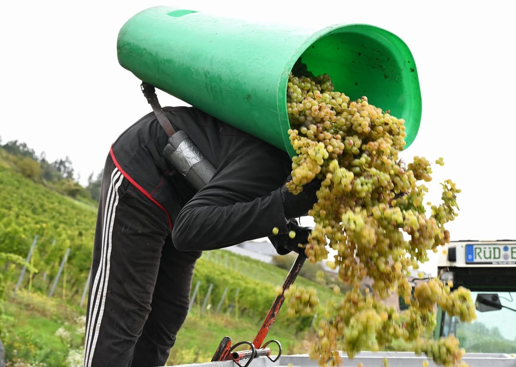 Von Baden bis zum Rheingau ist die Weinlese schon beendet.
