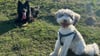 Der Altdeutsche Hütehund Ace (links) und Pudel-Schnauzer-Mischling Lily haben Spaß auf der Hundewiese. Doch wie müssen sie versichert sein, wenn sie von fremden Personen betreut werden? 