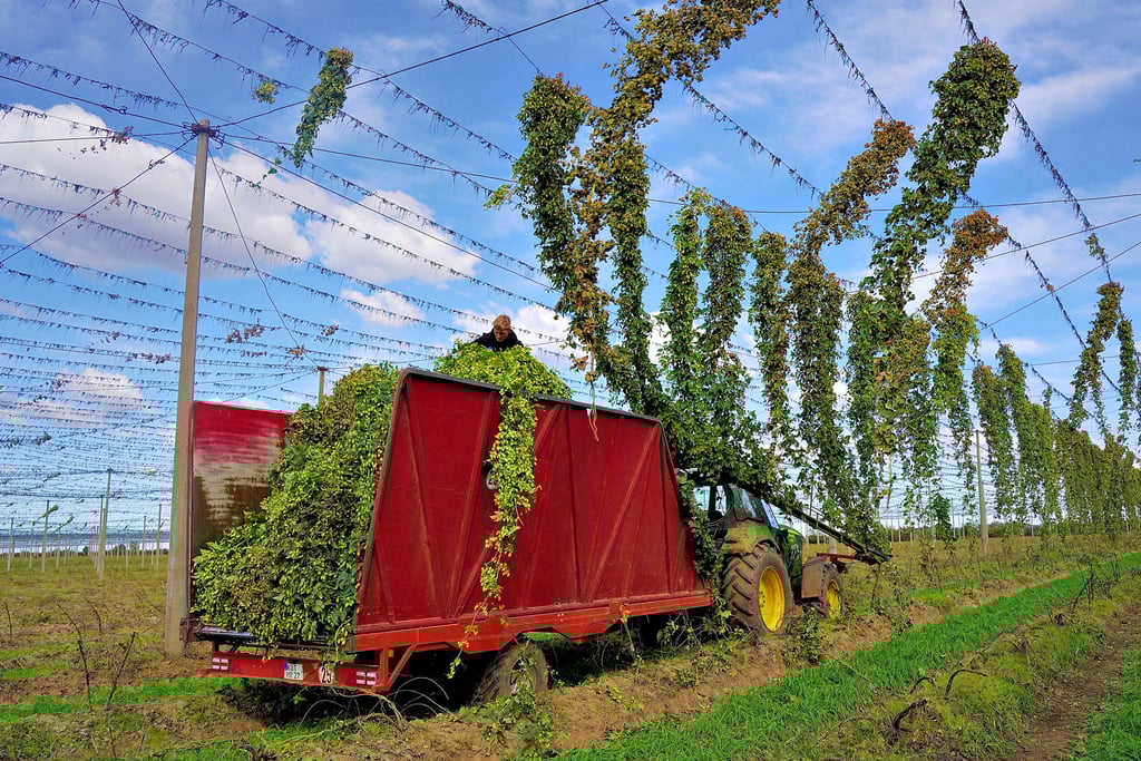 Mit einem speziellen Traktor werden in Baasdorf die Hopfenreben von den Drähten gepflückt und auf den Anhänger geladen.