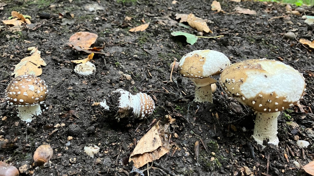 Von den Pantherpilzen sprießen derzeit besonders viele in der Dölauer Heide. Aber Vorsicht, nicht sammeln!