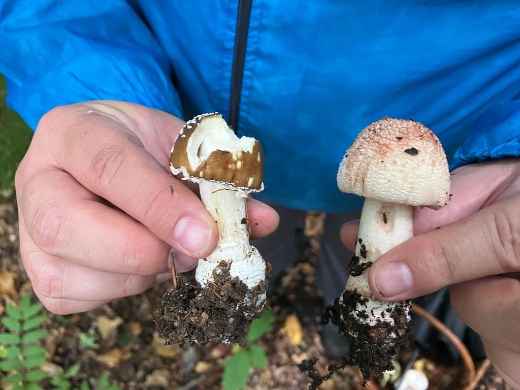 Der gifitge Pantherpilz (links) kann leicht mit dem essbaren Perlpilz verwechselt werden, denn die Farben können sich sehr ähneln. Wichtigstes Unterscheidungskriterium ist die Knolle am Stil des Pantherpilzes.