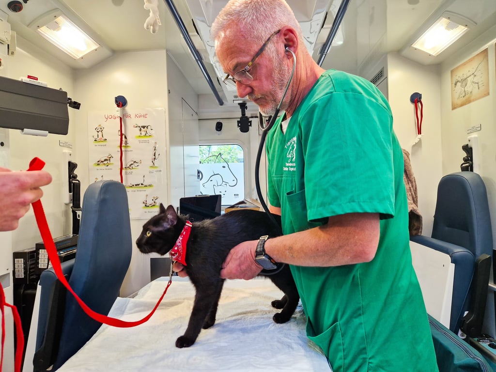 Christian Ergenzinger untersucht Katze Cosmo in seiner mobilen Tierambulanz.