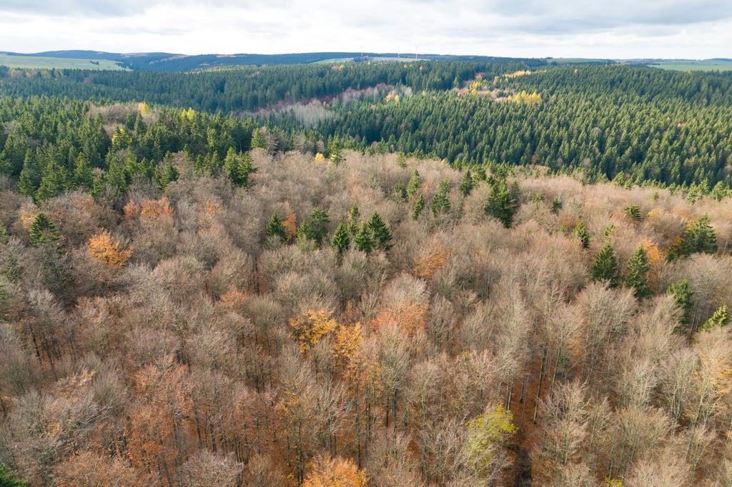 Der deutsche Wald ist zu einer Treibhausgas-Quelle geworden. Das will Bundesumweltminister Carsten Schneider ändern.