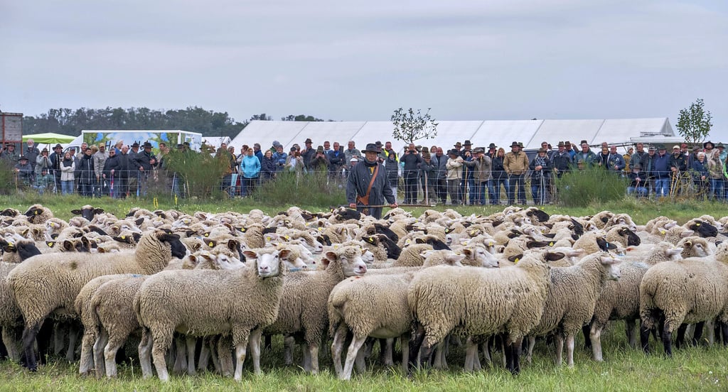 300 Schafe galt es für die Schäfer, durch einen Parcours zu führen. Beobachtet wurden sie von vielen Besuchern.