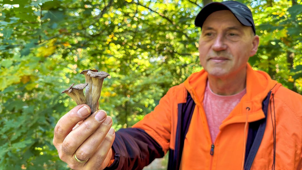 Pilzberater Hendryk Kröber aus Bad Schmiedeberg zeigt in der Dübener Heide eine besondere Rarität: die sogenannte „Totentrompete“. Der seltene, schwarze Speisepilz entfaltet sein Aroma vor allem getrocknet oder als Pulver.