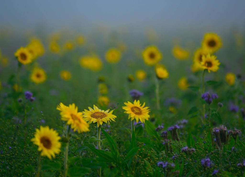 Besonders in Bodennähe wird es in den kommenden Nächten nebelig und die Temperaturen sinken unter null Grad. (Symbolbild)