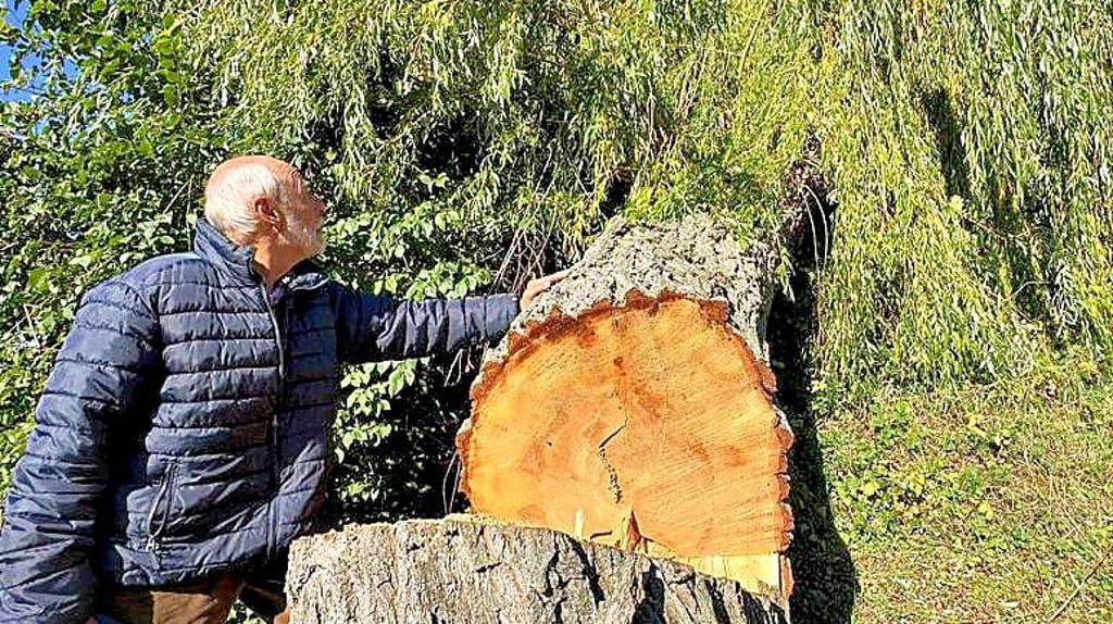 Die abgesägte Trauerweide in Riestedt. Der etwa 60 bis 70 Jahre alte Baum wurde illegal gefällt.