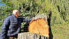 Die abgesägte Trauerweide in Riestedt. Der etwa 60 bis 70 Jahre alte  Baum wurde illegal gefällt. 