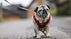Ein Mops, den eine Frau aus Osterwieck besitzt, hat am Abend des 2. September wohl einen zwei Jahre alten Jungen angesprungen und gebissen.