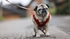 Ein Mops, den eine Frau aus Osterwieck besitzt, hat am Abend des 2. September wohl einen zwei Jahre alten Jungen angesprungen und gebissen.