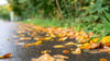 Der Herbst hält so langsam Einzug in Sachsen-Anhalt, was sich auch am Wetter zeigt.