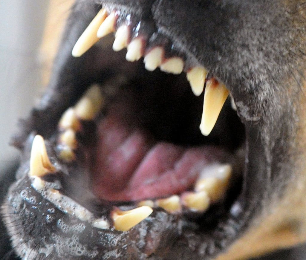 In Zeitz wurde ein Frau von einem Hund ins Gesicht gebissen.
